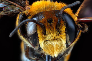 Megachile lanata, -male-unknown, -face 2012-06-14-15.39.54