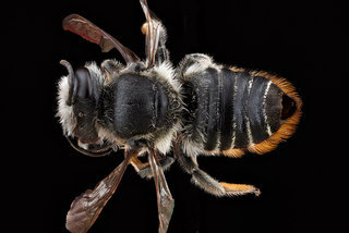 Megachile mendica, -unknown, -back 2012-06-12-15.02.15