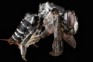 Megachile timberlakei, -unknown, -side 2012-06-14-15.19.26