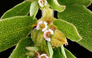 Chamaesyce maculata, -flowers 2012-08-02-16.36.33