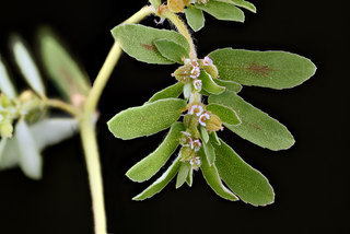 Chamaesyce maculata, 2012-08-02-16.27.34
