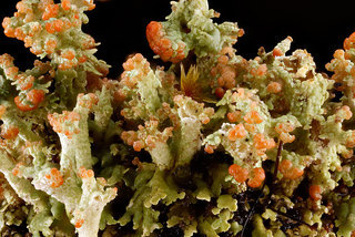 Cladonia species 2012-07-16-16.21.42