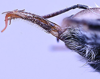 Hoplitis incanescens, -female, -mouthparts-2