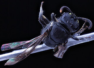 Hylaeus annulatus, -female, -back