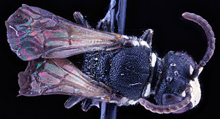 Hylaeus leptocephalus, -male, -back