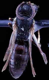 Hylaeus mesillae, -male, -back