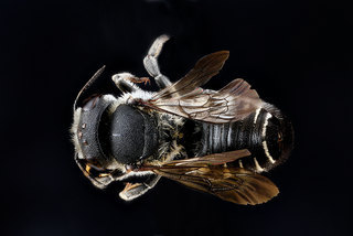 Megachile apicalis, -female, -back 2012-07-16-17.05.33