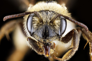 Andrena banksi, female, face 2012-08-06-16.32.54