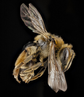 Andrena wilkella, female, side 2012-08-09-14.09.46