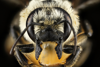 Megachile latimanus, face 2012-07-13-18.17.33