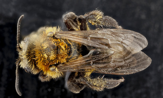 Andrena lupinorum, female, back 2012-08-03-16.31.09