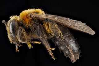 Andrena lupinorum, female, side 2012-08-03-16.45.54