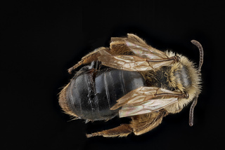 Andrena merriami, female, back1 2012-08-08-16.28.52