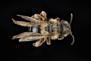 Andrena merriami, female, back2 2012-08-08-16.36.40