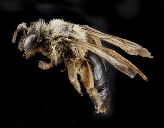 Andrena merriami, female, side 2012-08-08-16.49
