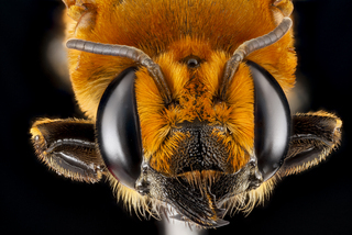 Megachile lanata, female, face 2012-06-26-16.35.56