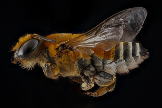 Megachile lanata, female, side 2012-06-26-16.47.02