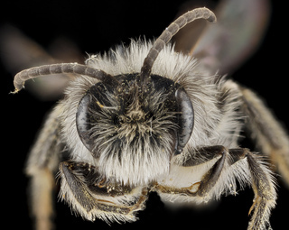 Andrena frigida, male, face