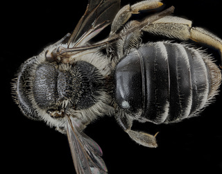 Andrena miranda, female, back