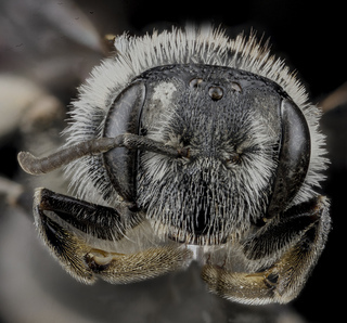 Andrena miranda, female, face