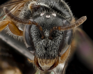 Lasioglossum birkmanni, Female, Face, Nacogdoches County, Texas