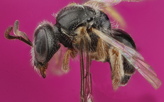 Lasioglossum birkmanni, Female, Side, Nacogodoches County, Texas