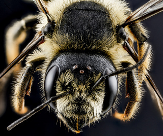 Megachile inermis, female, face