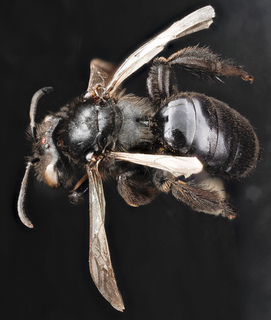 Andrena nigerrima, F, back, South Dakota, Pennington County