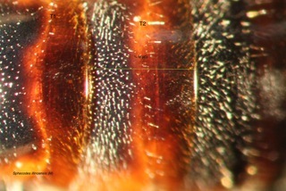 Sphecodes illinoensis, abdomen, Dennis Johnson, Wisconsin