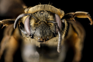 Andrena alleghaniensis, U, face