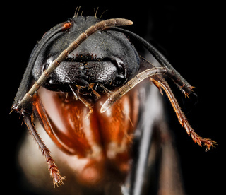 Camponotus chromaiodes, female, face