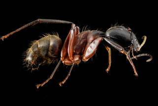 Camponotus chromaiodes, female, side