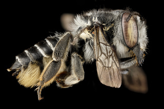 Megachile parallela, F, side, Tennessee, Haywood County
