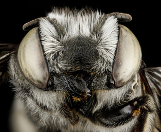Megachile pseudobrevis, U, face, Georgia, Camden County