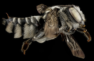 Megachile pseudobrevis, U, side, Georgia, Camden County