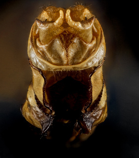 Ophiogomphus susbehcha, U, genetalia back