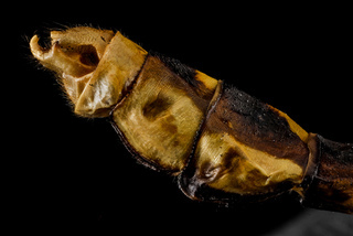 Ophiogomphus susbehcha, U, genitalia side