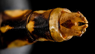 Ophiogomphus susbehcha, U, genitalia top