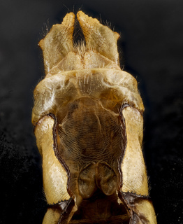 Ophiogomphus susbehcha, m, under, genetalia, MD, Frederick County