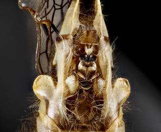 Ophiogomphus susbehcha, m, under, middle genetalia, MD, Frederick County