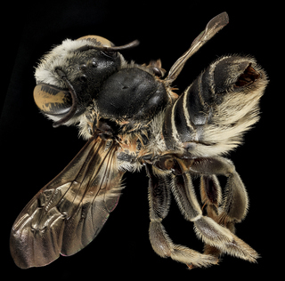 Megachile integrella, F, Back, NC, Moore County