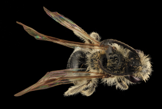 Andrena fenningeri, M, Back, TN, Sevier County, Amber