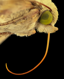 Helicoverpa zea, corn earworm, moth, face