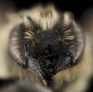 Megachile gemula, F, Face, PG county, MD