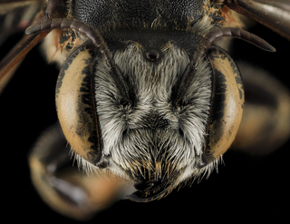 Megachile integrella, F, Face, NC, Moore County