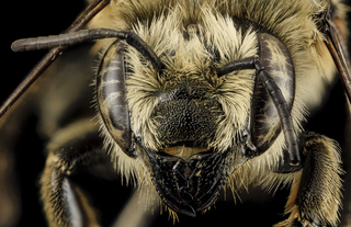Megachile latimanus, F, Face, MI, Alger County