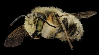 Megachile latimanus, partial side