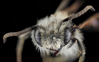 Andrena barbilabris, U, Face, MD, Howard County