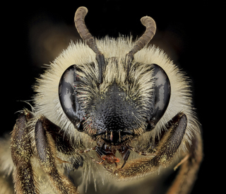 Andrena barbilabris, U, Face, PG county, MD