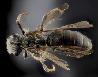 Andrena confederata, M, Back, Calvert Co